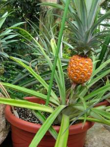 Pineapple.Willsfca.Flickr